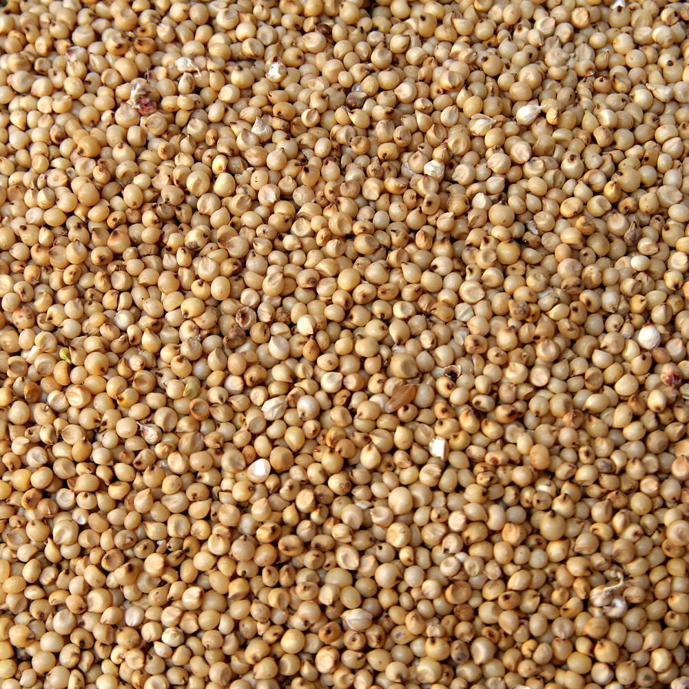 Ingrédients riches en nutriments - Processus Funni pour des snacks sains et nutritifs